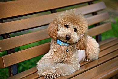 《架空地图模拟器》Steam推出 自动进行虚构世界发展